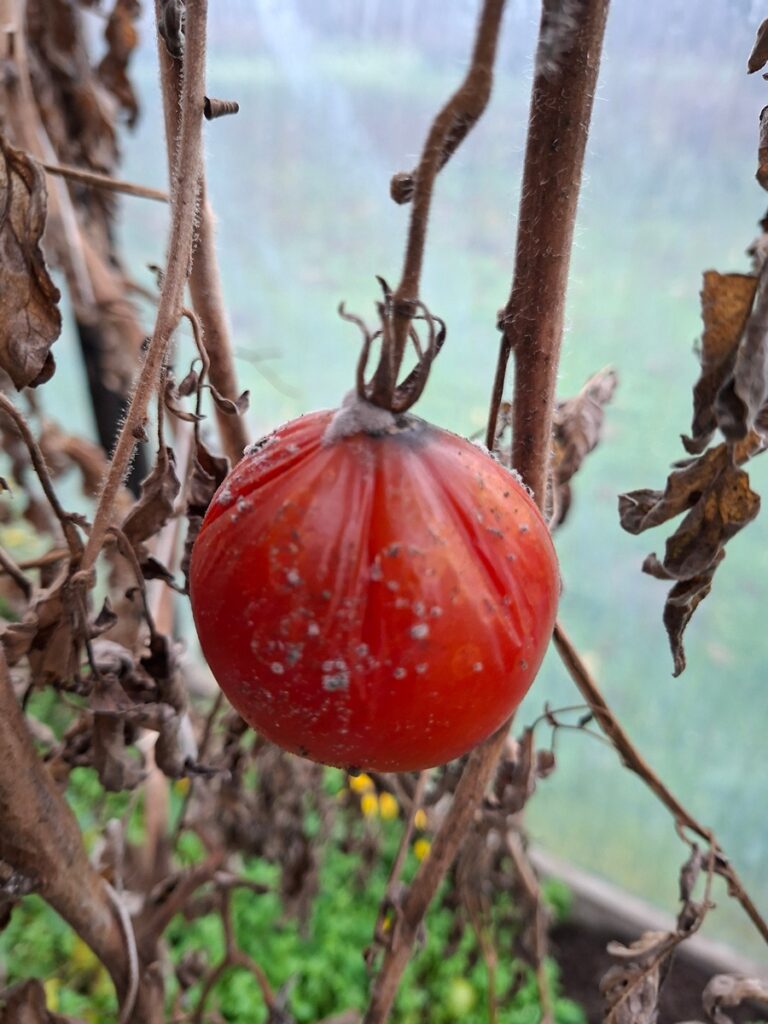 Lähivaade ühest punasest tomatist, millel on mädanemise tunnused ja mis ripub kuivanud, pruunil ja närtsinud lehtedega väädi küljes.