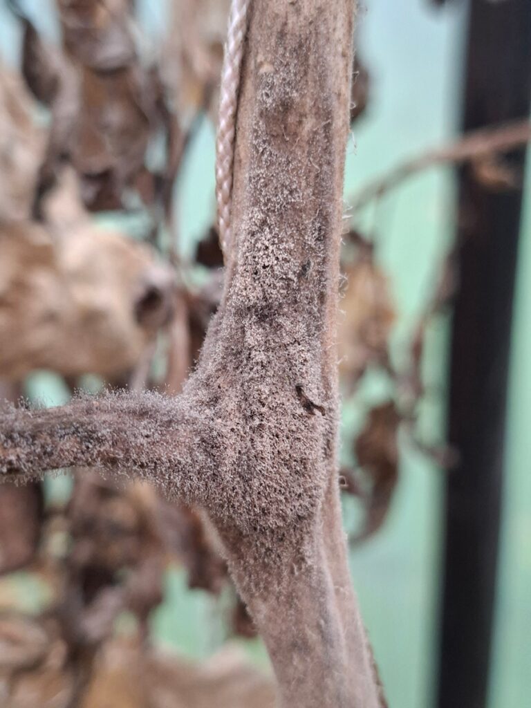 Lähivaade hallikas hallituse või hallituse kihiga kaetud taimevarrest, millel on hägune taust, millel on näha kuivanud lehed ja vertikaalne objekt.