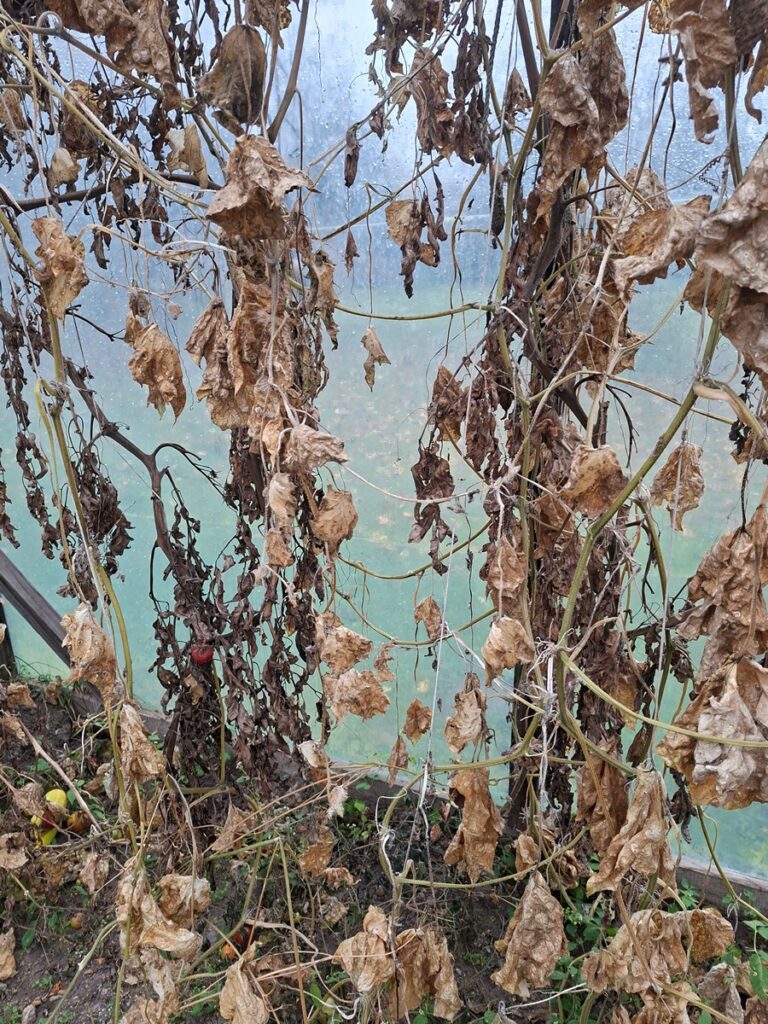 Närtsinud ja kuivanud pruunid lehed ripuvad kasvuhoones tomatitaimedel. Allpool on näha maapinda ja mõned rohelised tomatid, taustal on läbipaistev plastsein.