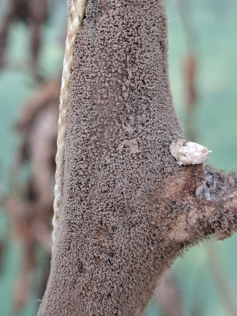 Lähivaade tumeda, peenekoelise hallituse või seenega kaetud oksast. Oksa vasakul küljel on näha köis ja paremal väike kahvatu samblik või prügi. Taust on hägune roheline.