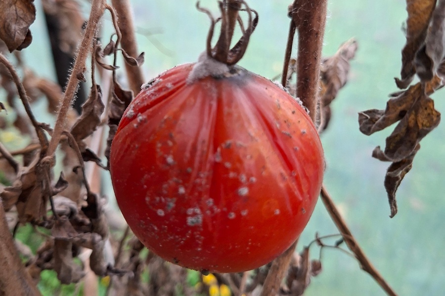 Lähivaade punasest tomatist, mis on kaetud valgete hallituslaikudega ja ripub kuivanud ja närtsinud lehtedega taimel. Taust on fookusest väljas, näidates mõningaid rohelisi ja pruune toone.