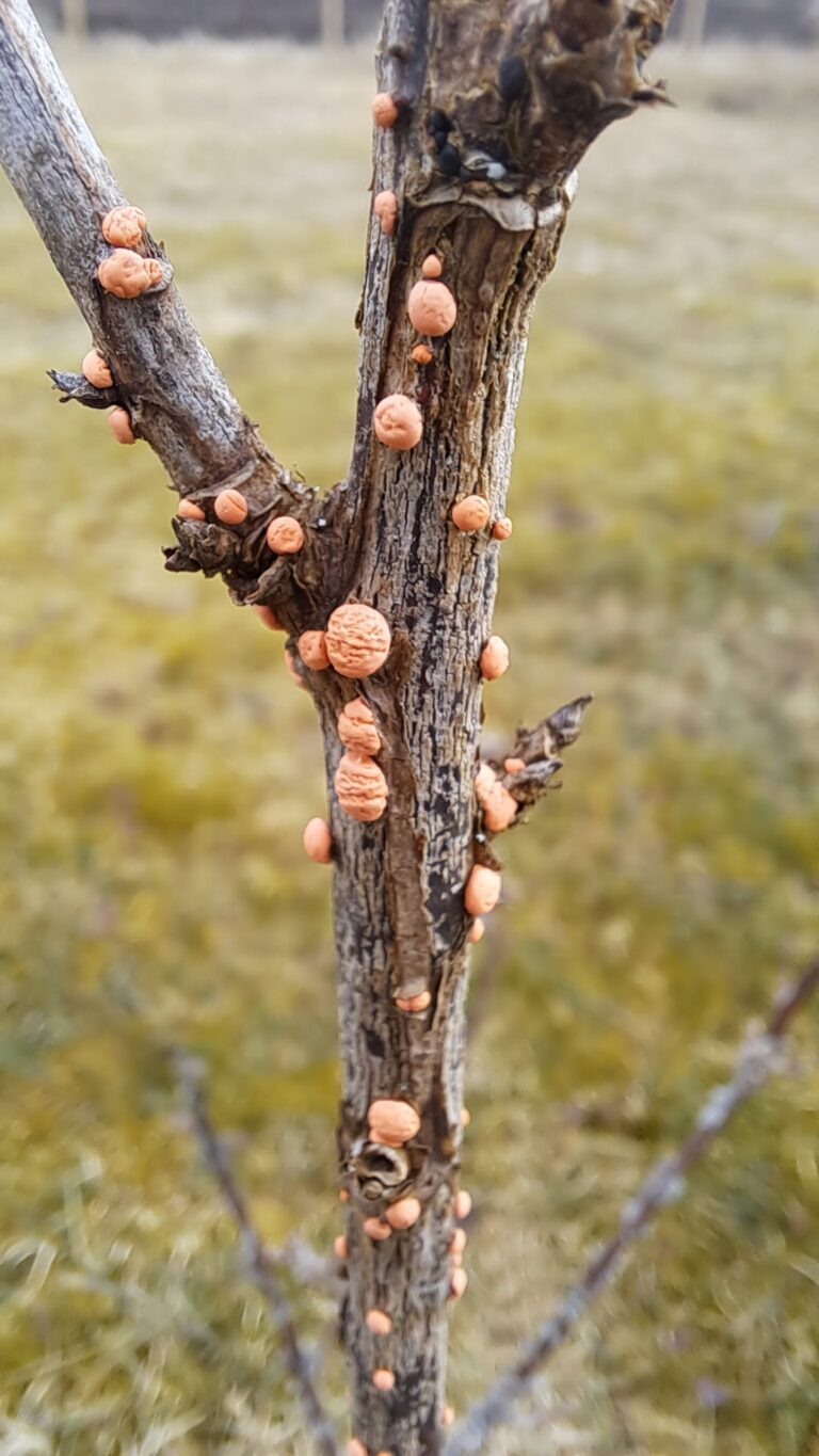 Harilik ehk punane komuseen