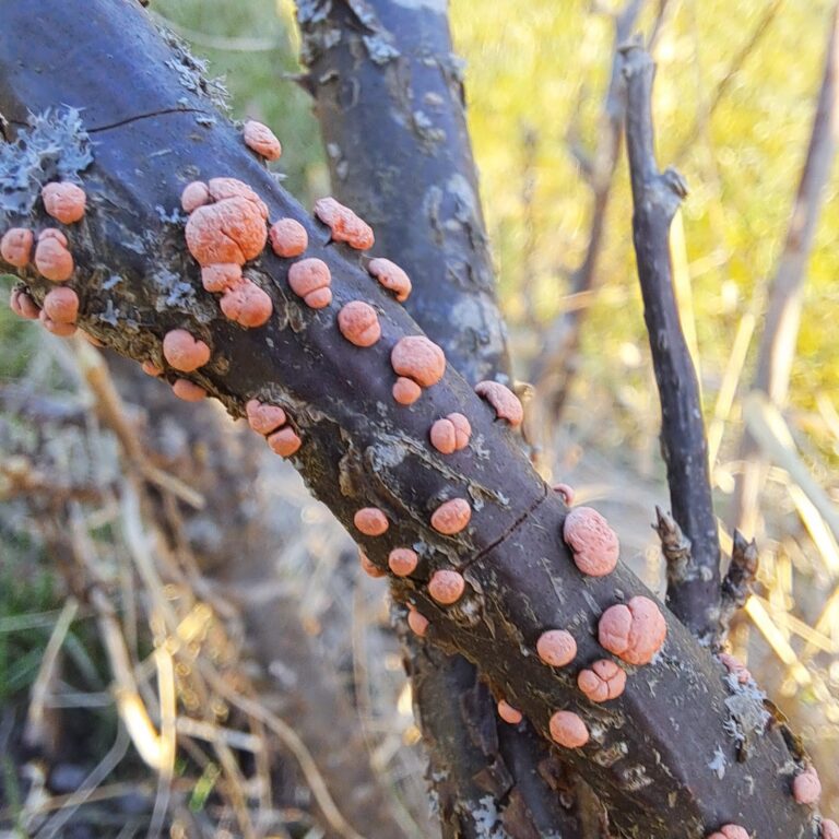 Harilik ehk punane komuseen