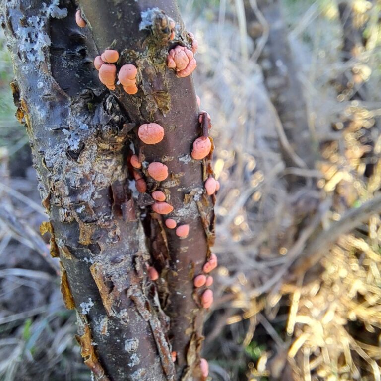 Harilik ehk punane komuseen