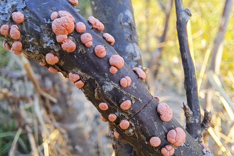 Põõsa-ebakilptäi toitub paljudest eri sugukondadesse kuuluvatest taimedest. Tunnused ja levik  Emased põõsa-ebakilptäid on tavaliselt ovaalsed, tugevalt kumerad