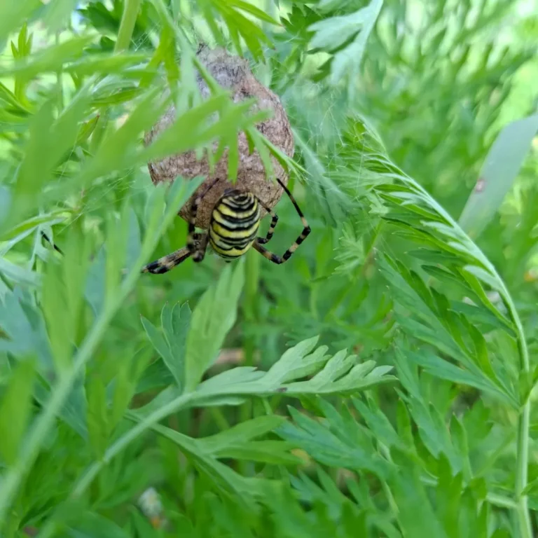 Herilasämblik (Argiope bruennichi)