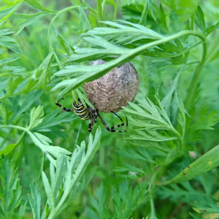Herilasämblik (Argiope bruennichi)