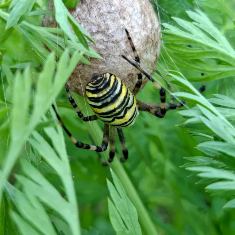 Herilasämblik (Argiope bruennichi)