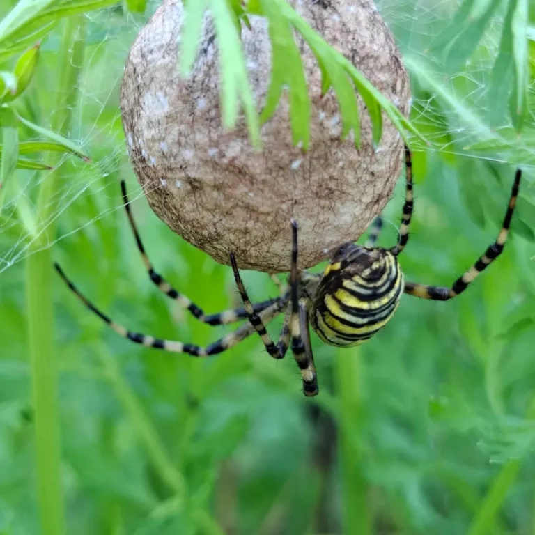 Herilasämblik (Argiope bruennichi)