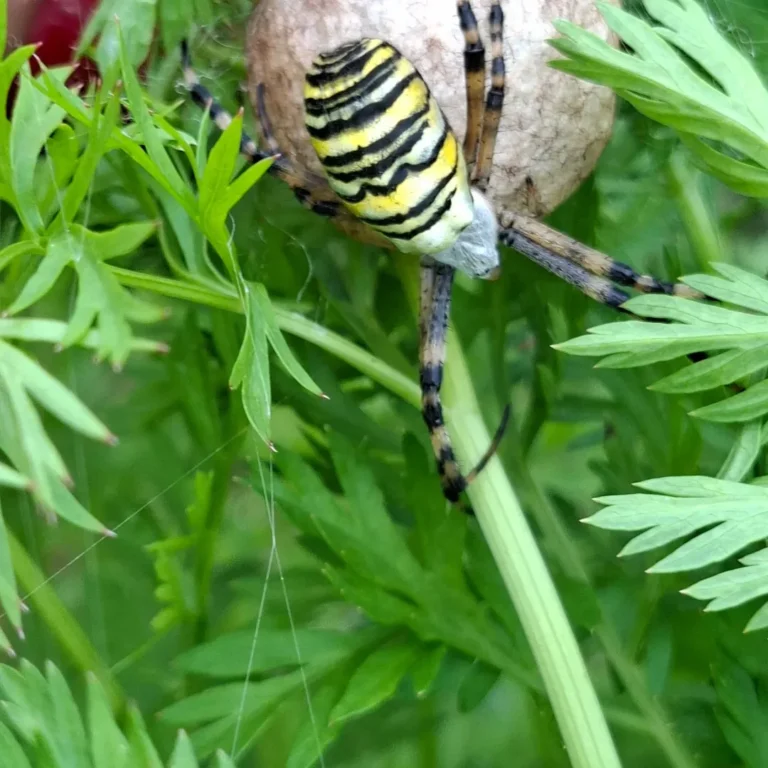 herilasämblik (Argiope bruennichi)