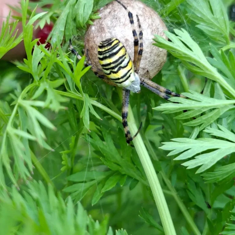 Herilasämblik (Argiope bruennichi)