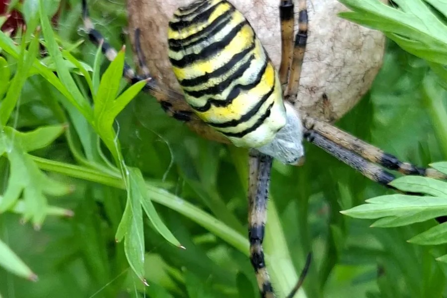 Põnev kohtumine! Avastasin oma aiast veel Eestis suhteliselt vähelevinud, kuid juba siin-seal märgatud herilasämbliku (Argiope bruennichi). Alguses vaatasingi, 