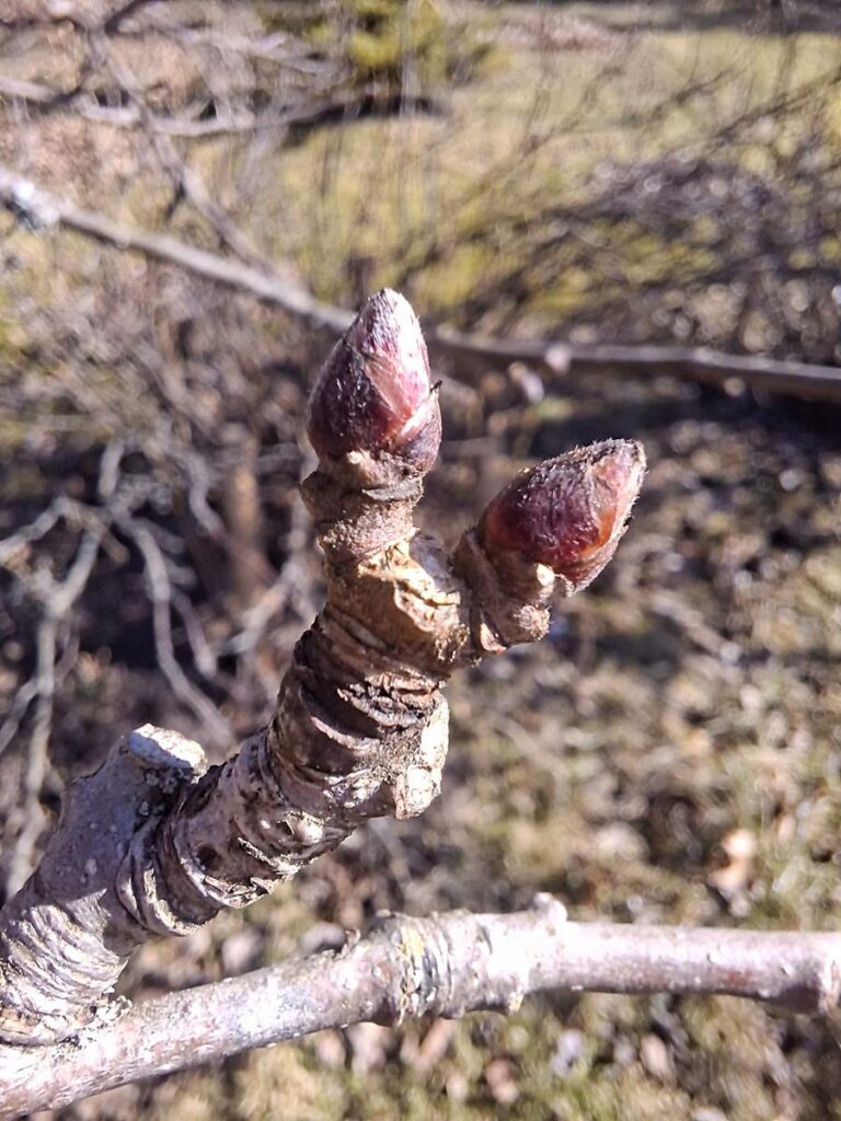 Ideaalses faasis pungad varakevadiseks hoolduseks 'rohelist tippu' veel näha ei ole