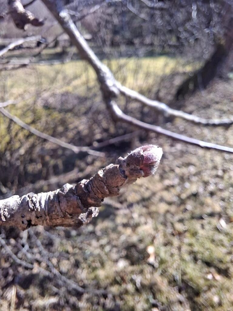 Ideaalses faasis pungad varakevadiseks hoolduseks – 'rohelist tippu' veel näha ei ole