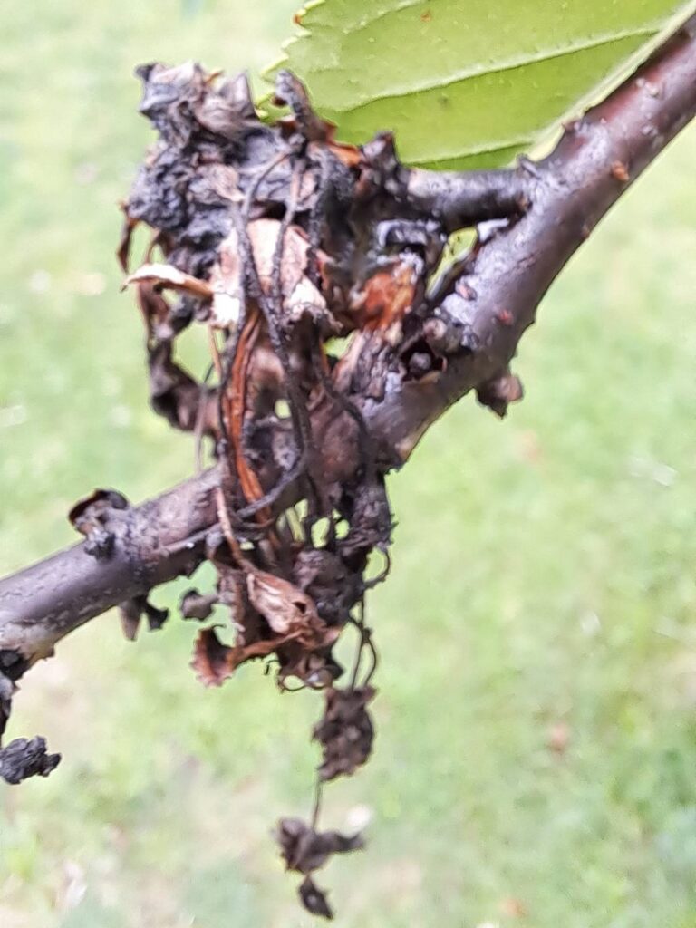 Puuviljamädaniku tagajärg