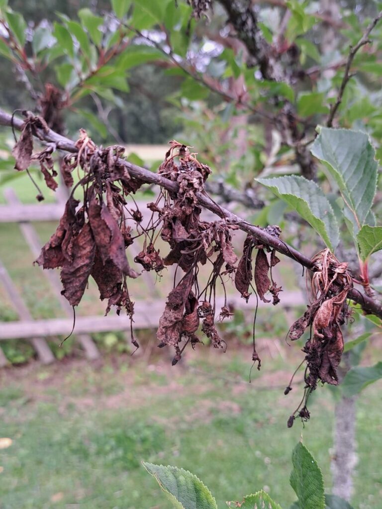 Puuviljamädaniku tagajärg luuviljalistel