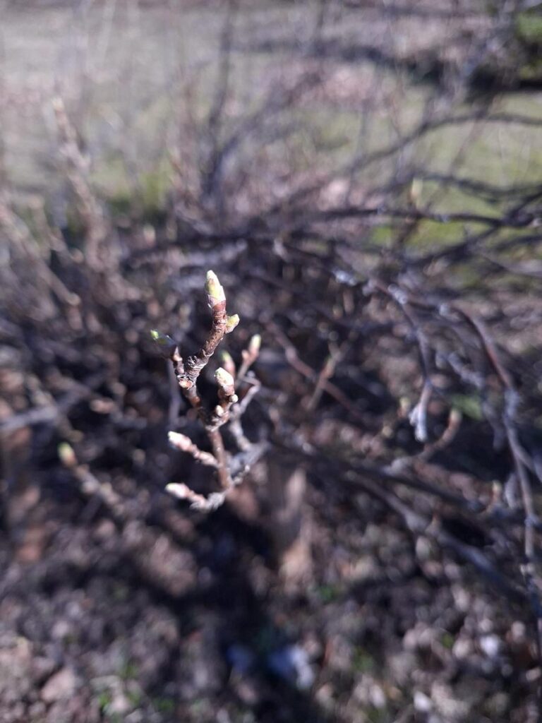 Pungal on roheline tipp väljas