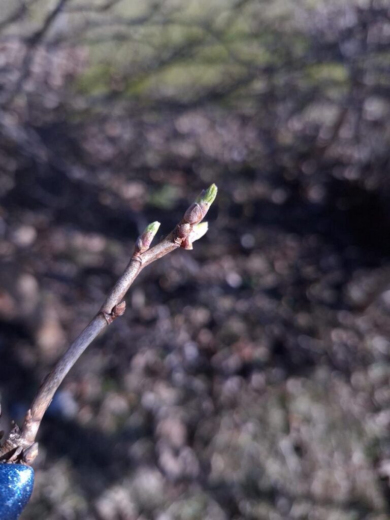 Pungal on roheline tipp väljas
