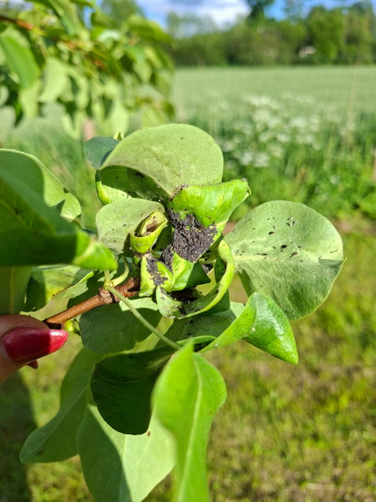 Pirni madara lehetäi (1)