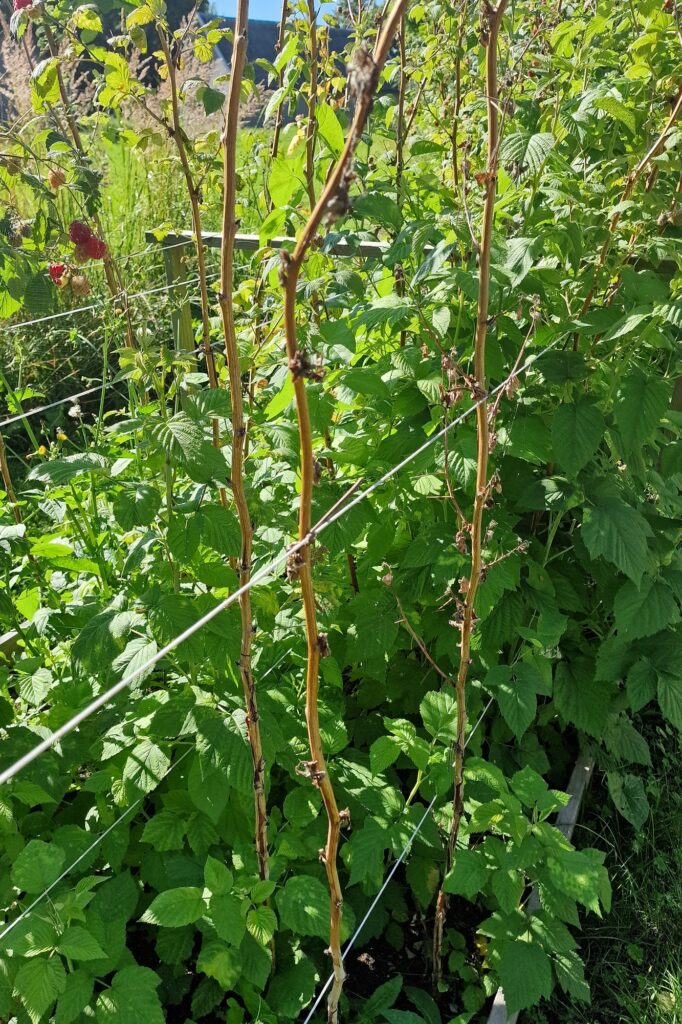 Vaarikalest, foto Piret Kukk (1)