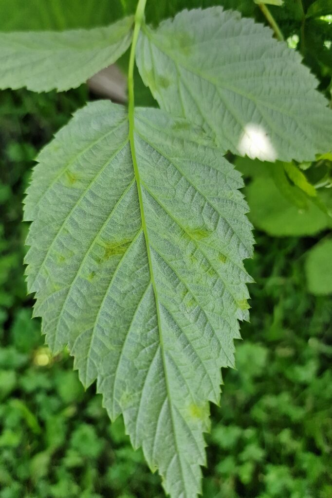 Vaarikalest, foto Piret Kukk (3)