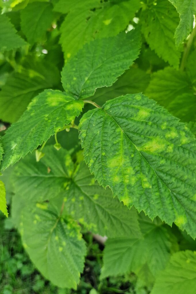 Vaarikalest, foto Piret Kukk (4)
