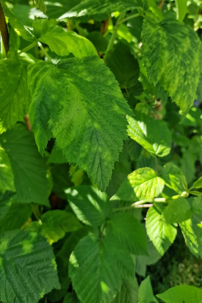 Vaarikalest, foto Piret Kukk (5)
