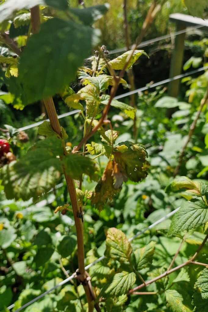 Vaarikalest, foto Piret Kukk (6)