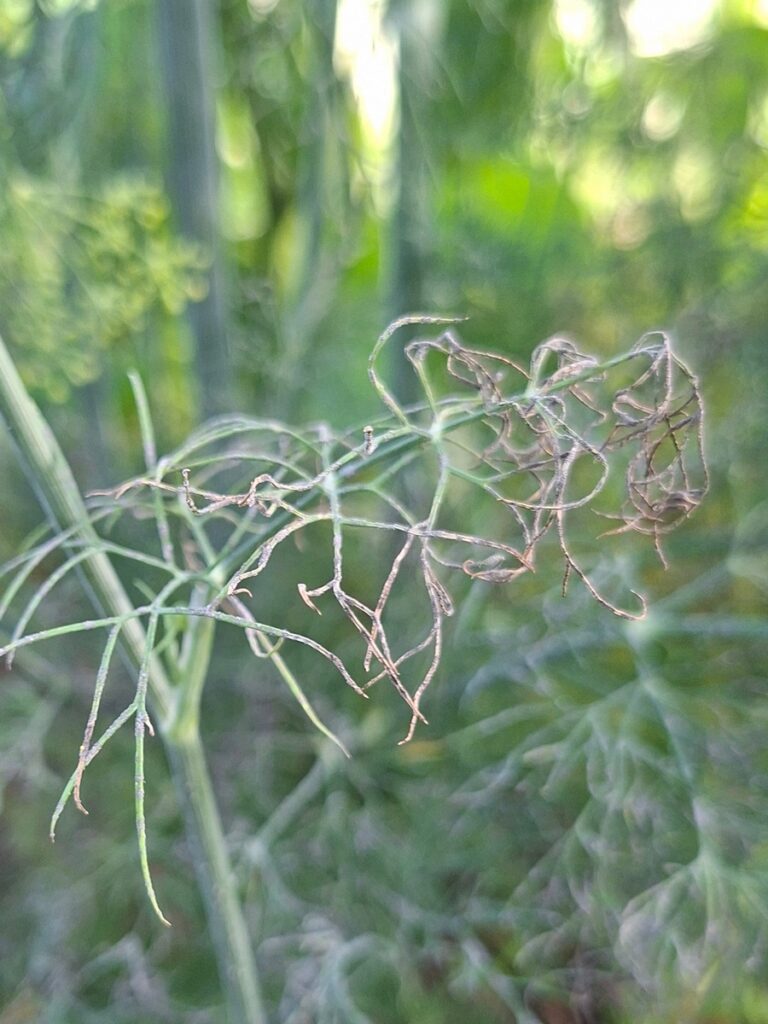 Aedtilli laikpõletik (7)