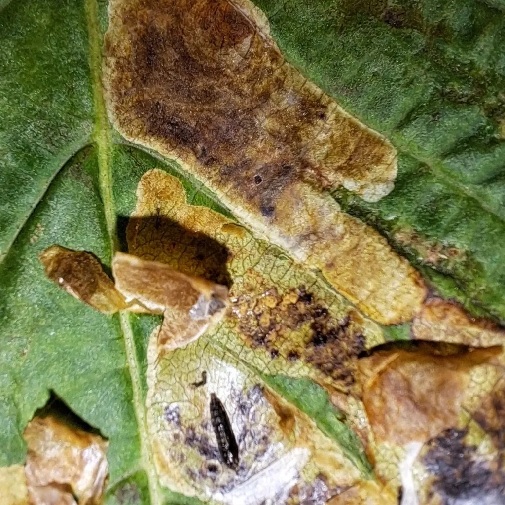 Hobukastani keerukoi (Cameraria ohridella) röövikud toituvad hariliku hobukastani lehekoes (1)