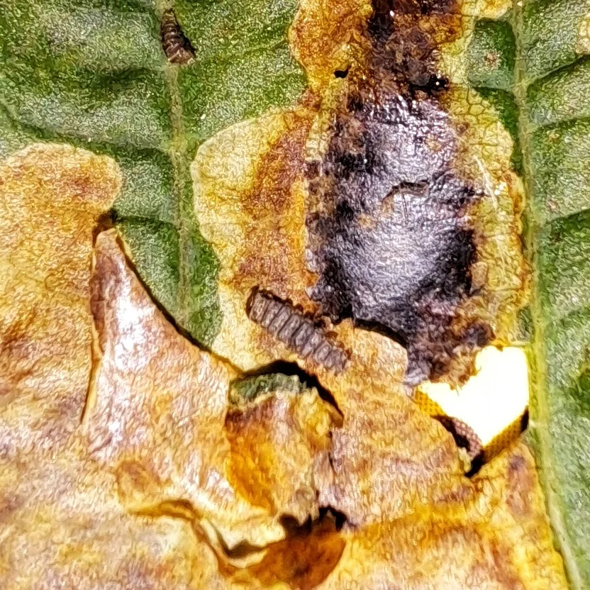 Hobukastani keerukoi (Cameraria ohridella) röövikud toituvad hariliku hobukastani lehekoes (3)
