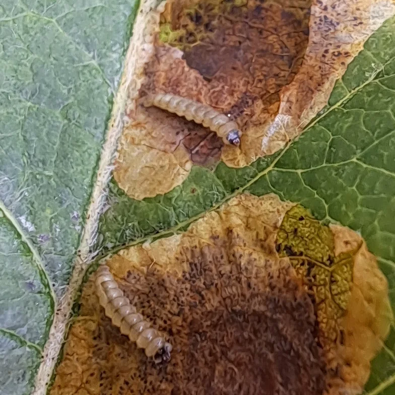Kaevandikoilased Lyonetiidae (3)