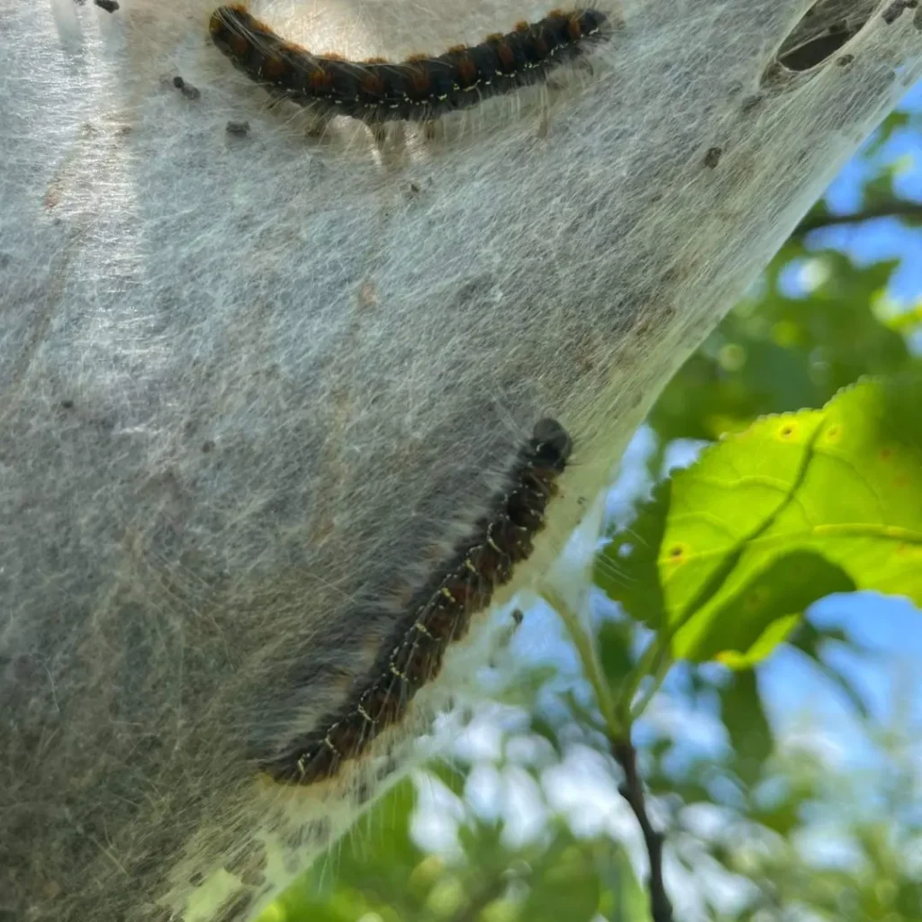 Kasekedrik (Eriogasyer lanestris) ploomipuul (1)