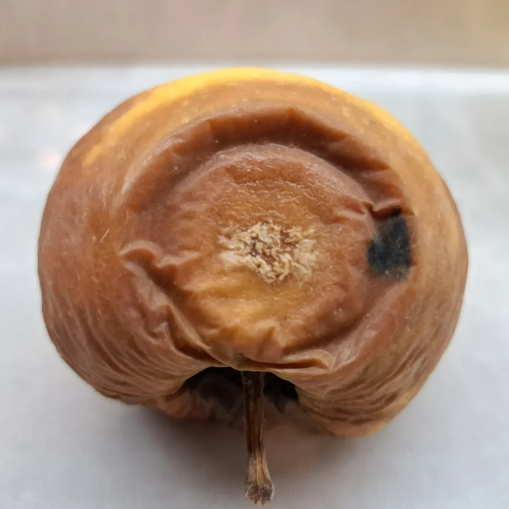 Laomädanik mõrumädanik (2)