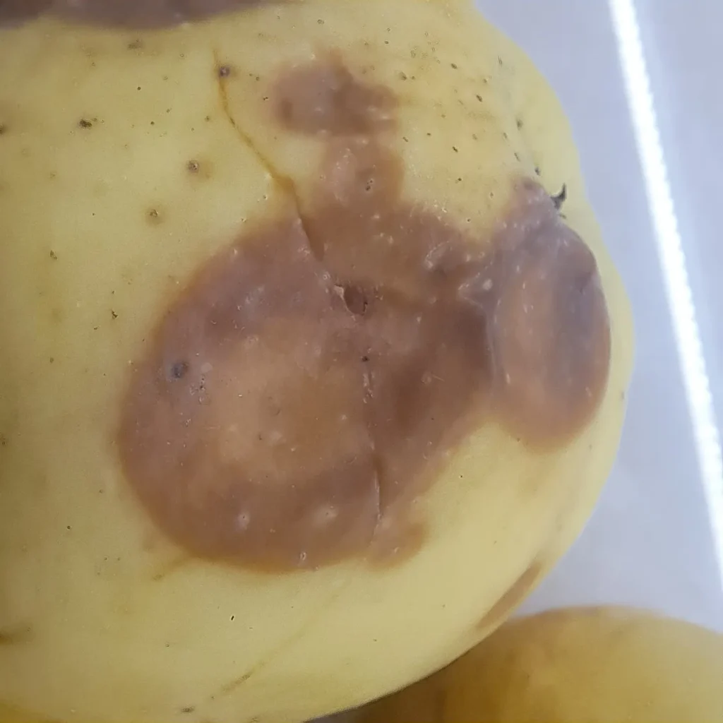 Laomädanik mõrumädanik (3)