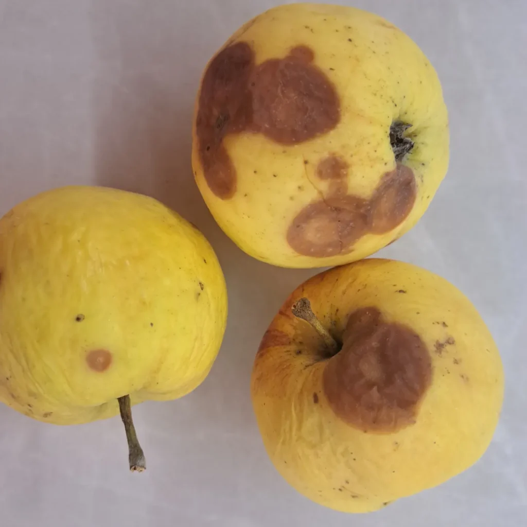 Laomädanik mõrumädanik (4)
