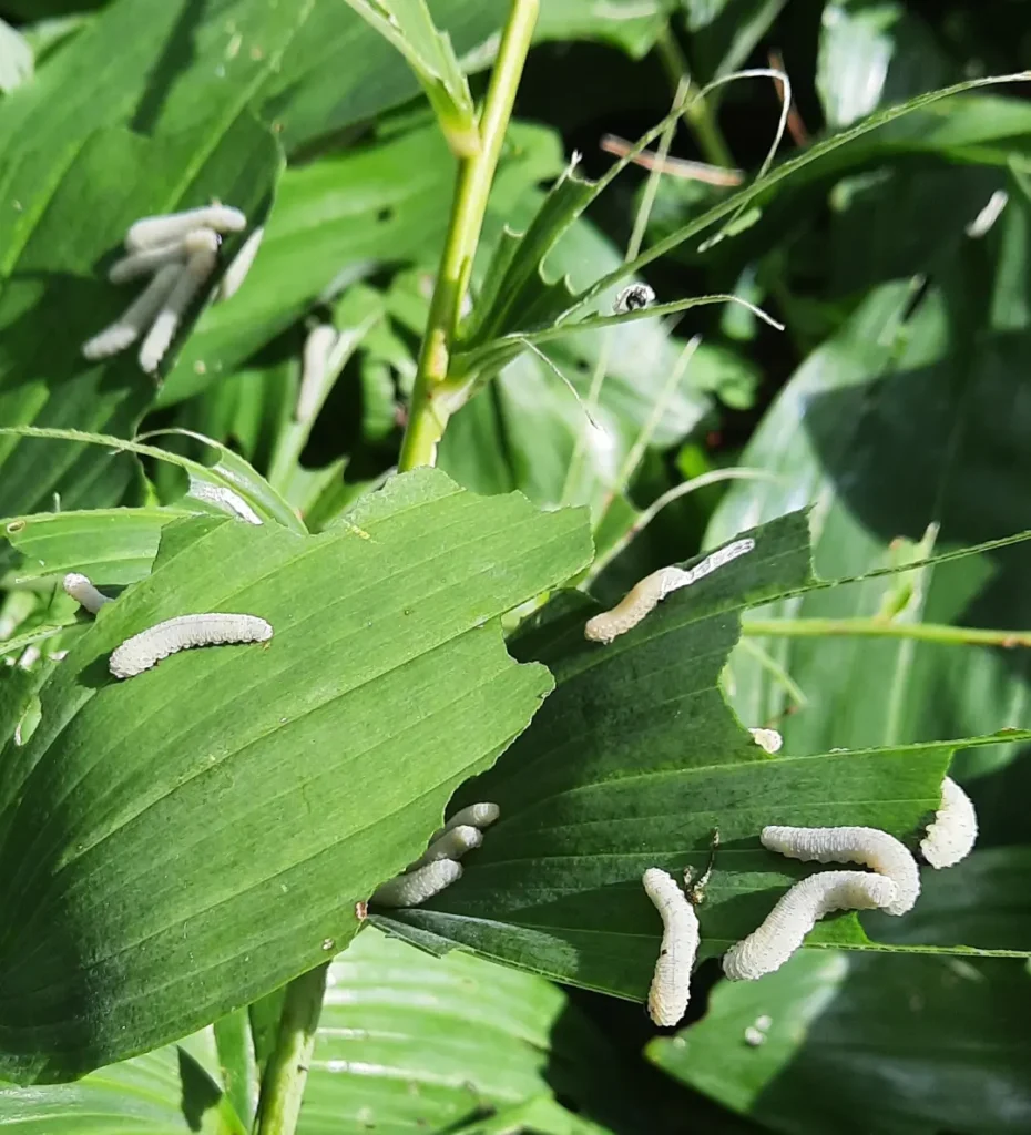 Lehevaablase Phymatocera aterrimaga ebaröövikud (1)