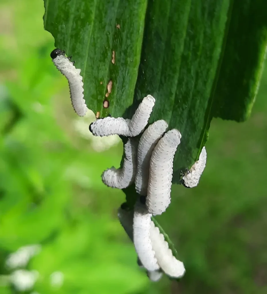 Lehevaablase Phymatocera aterrimaga ebaröövikud (2)