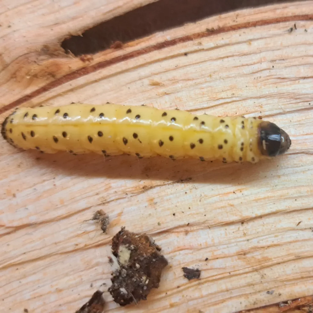 Oksamailase (Zeuzera pyrina) röövik (1)