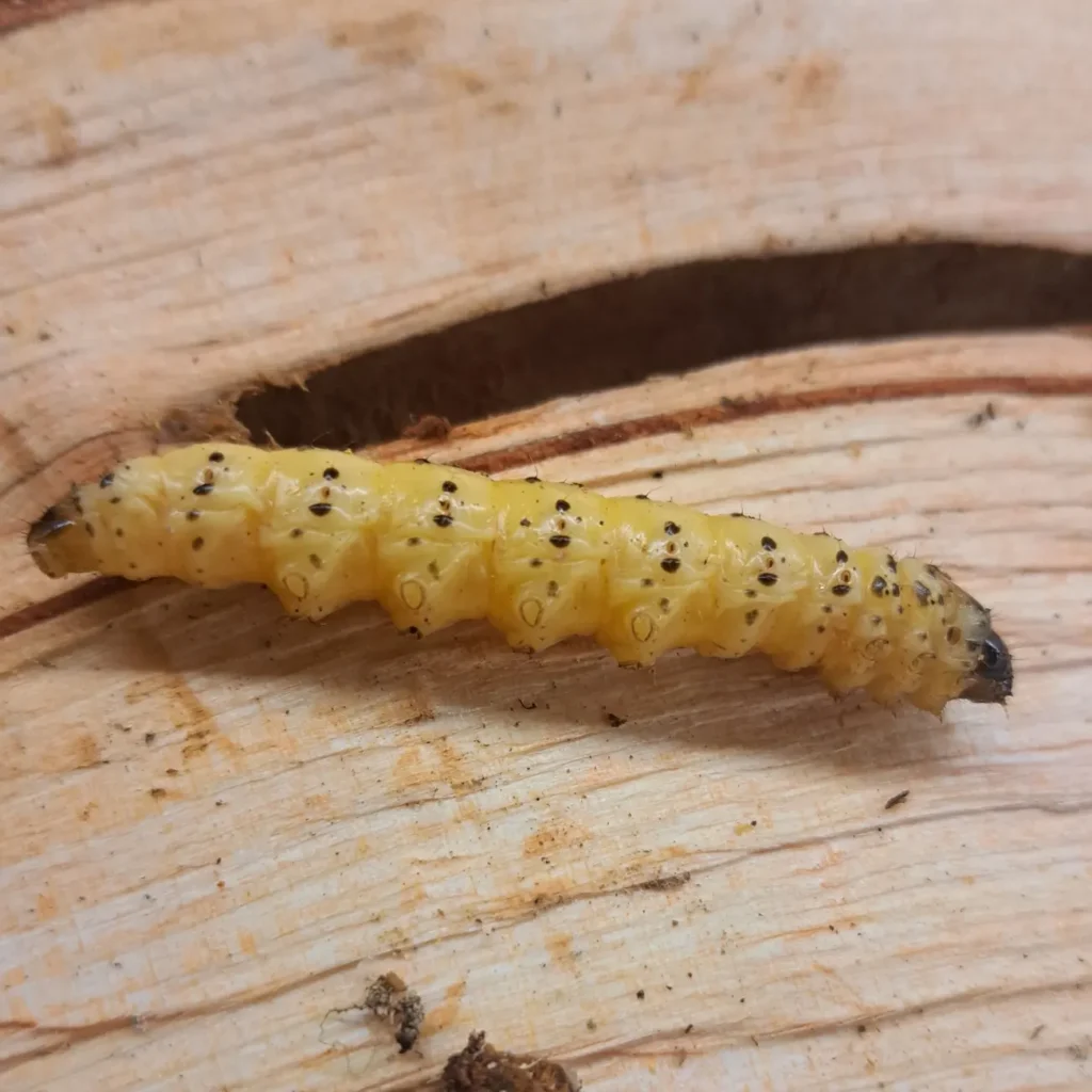 Oksamailase (Zeuzera pyrina) röövik (3)
