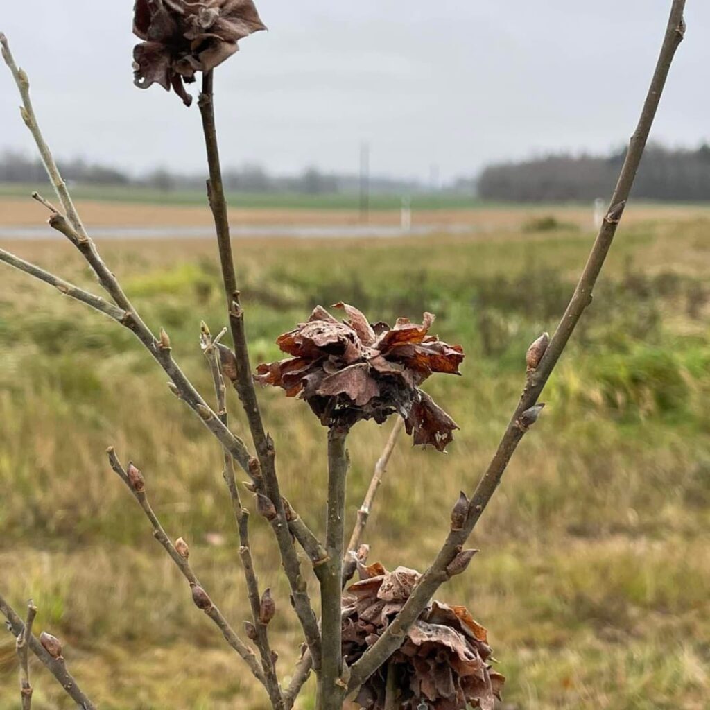 Pahksääsk Rabdophaga rosaria (1)