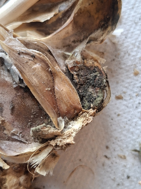 Sibulalest (Rhizoglyphus spp.) (1)