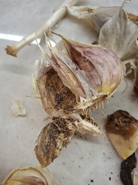 Sibulalest (Rhizoglyphus spp.) (3)