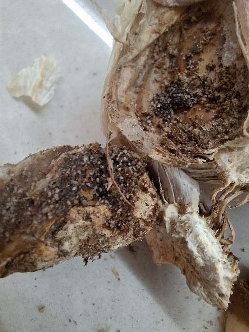 Sibulalest (Rhizoglyphus spp.) (4)