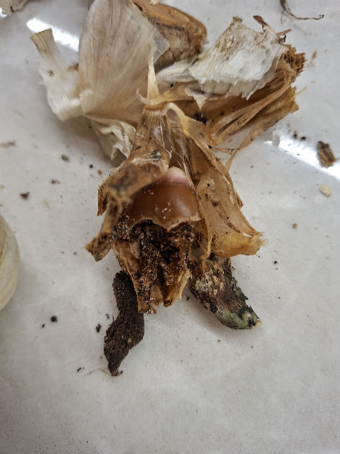 Sibulalest (Rhizoglyphus spp.) (7)