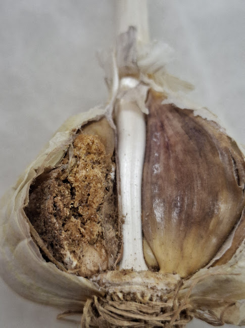 Sibulalest (Rhizoglyphus spp.) (8)