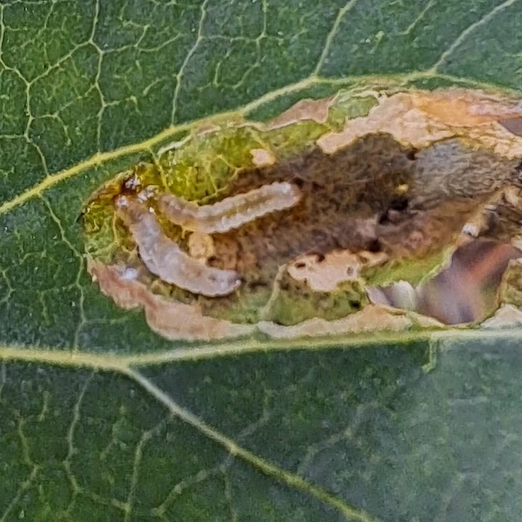 Sireli keerukoi (Gracillaria syringella) (1)
