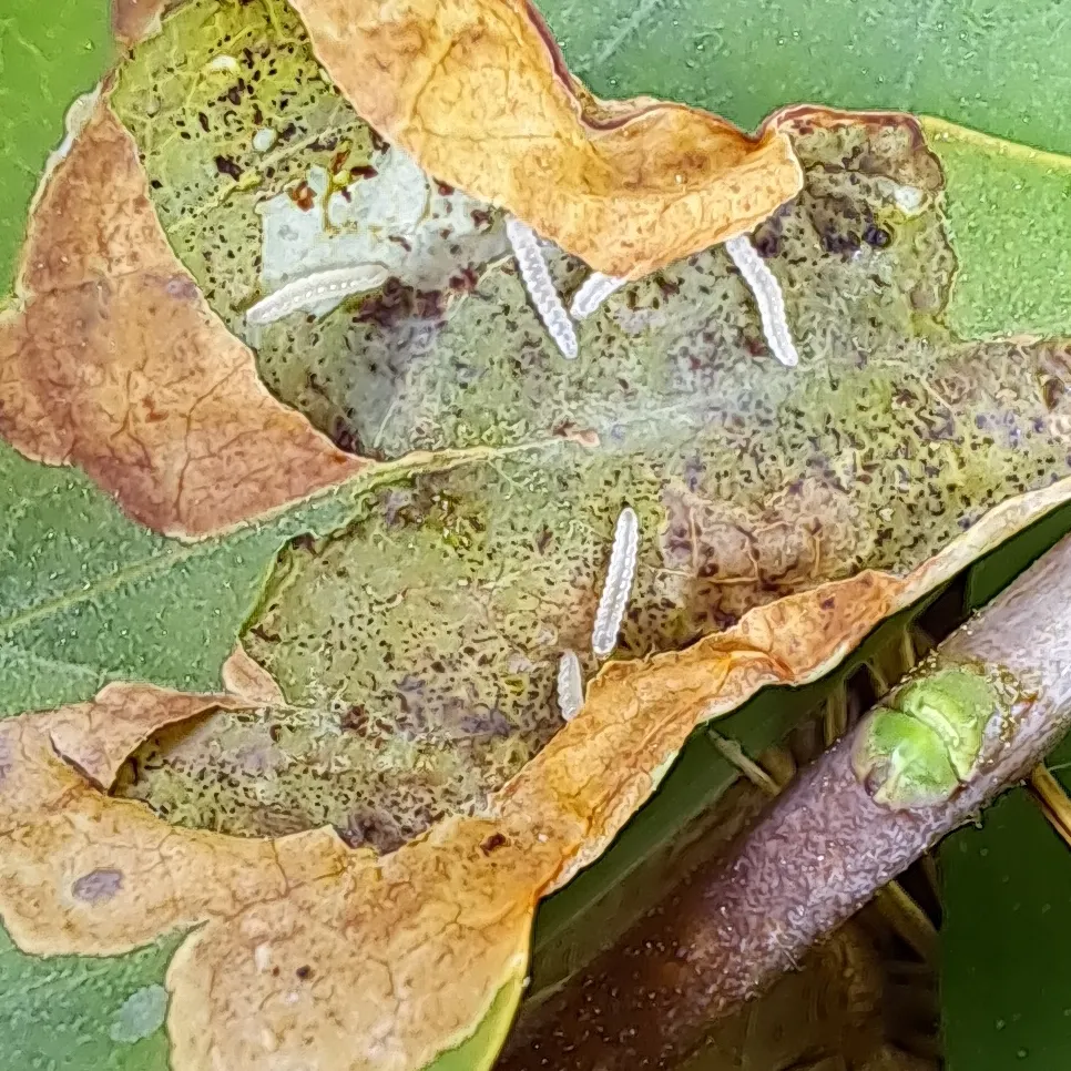Sireli keerukoi (Gracillaria syringella) (2)