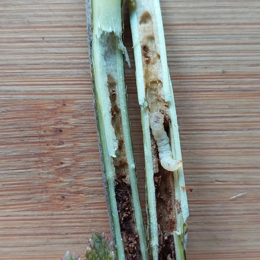 Sõstra klaastiiva (Synanthedon tipuliformis) röövik musta sõstra oksas (1)