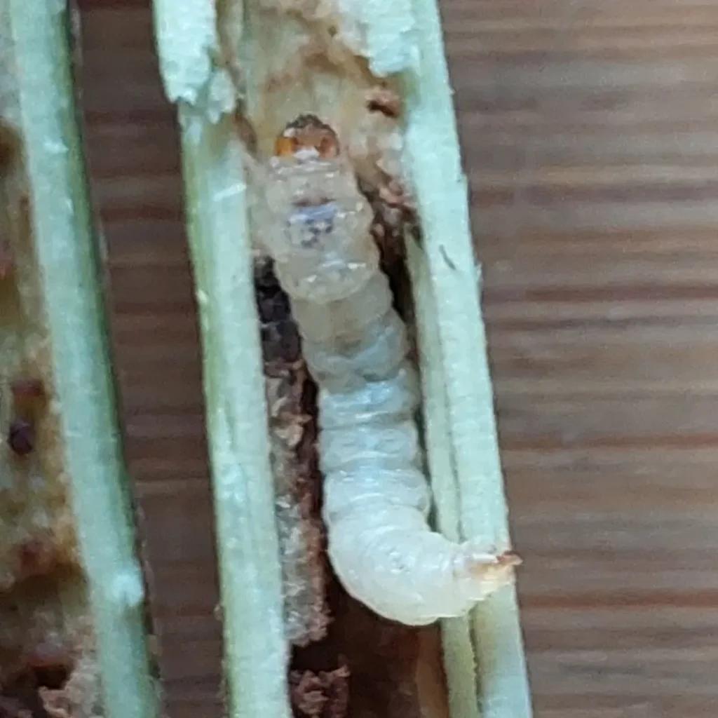 Sõstra klaastiiva (Synanthedon tipuliformis) röövik musta sõstra oksas (3)